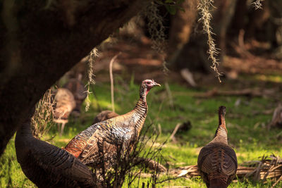 Wild osceola wild turkey meleagris gallopavo osceola in the woods of myakka state park in sarasota