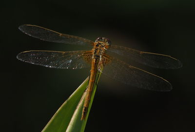 Close-up of dragonfly