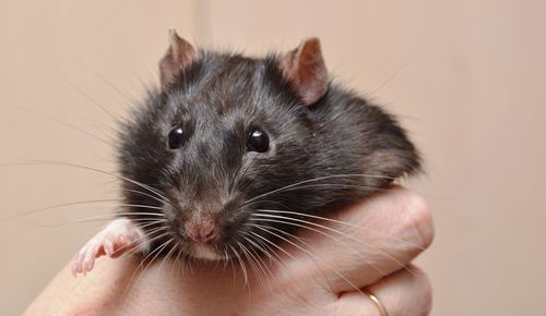 Cropped hand of woman holding mouse