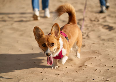 Dog standing on beach