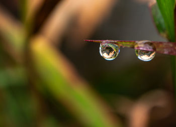 Close-up of water drops on plant