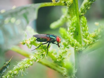 Close-up of insect on plant