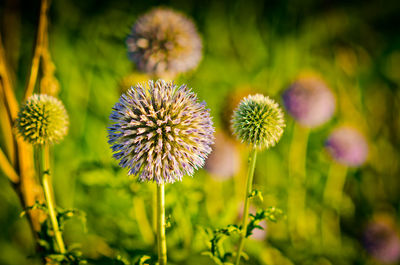 Close-up of flowers blooming in field