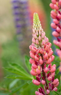 Lupins galllery pink lupinus border of gallery pink at rousham house gardens