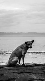 Dog on the beach