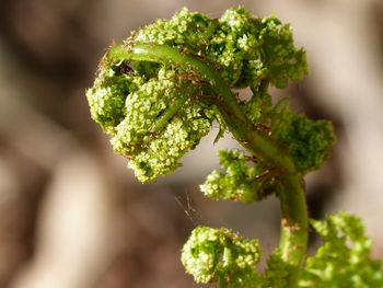 Close-up of green plant