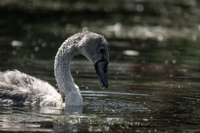 Close-up of swan swimming in lake