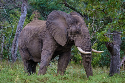 indian elephant