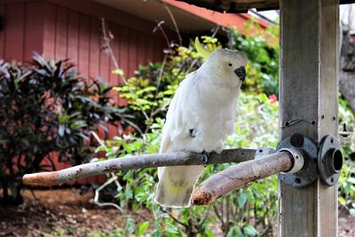 Close-up of parrot perching on branch