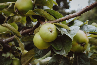 Close-up of apples on tree