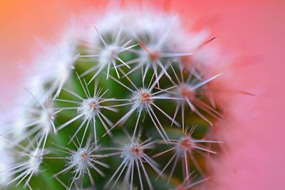 Close-up of dandelion