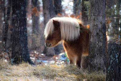 Horses in a forest