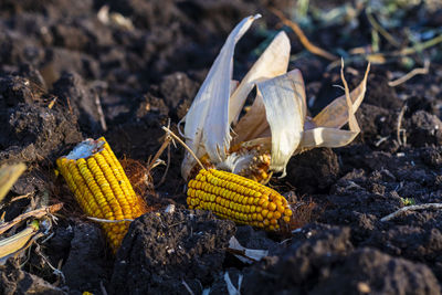 Close-up of dried corn left in the field