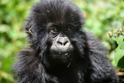 Close-up portrait of a monkey