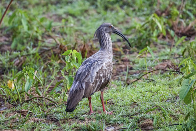 Close-up of bird on field