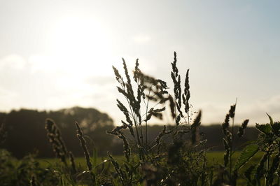 Close-up of plants against sky