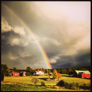 Rainbow over field