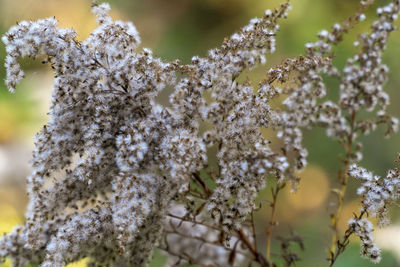 Close-up of white flowering plant