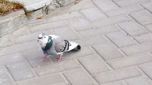 High angle view of bird on snow