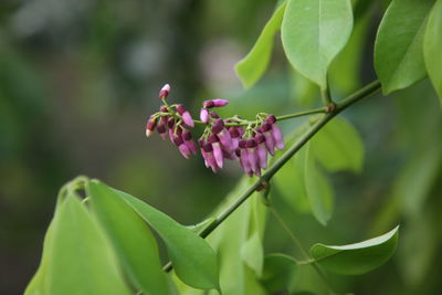 Close-up of pink flowering plant