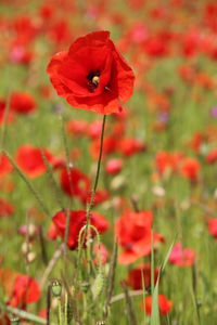 Close-up of red poppy flowers on field