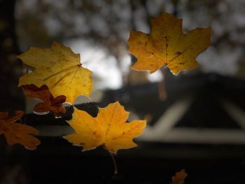 Close-up of yellow maple leaves