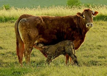 Brown cow with calf feeding standing in a green field at sunset