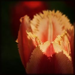 Close-up of red flowering plant