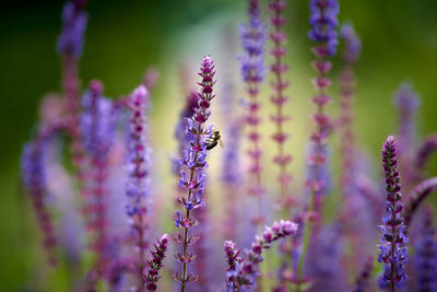 Close-up of purple flowering plant