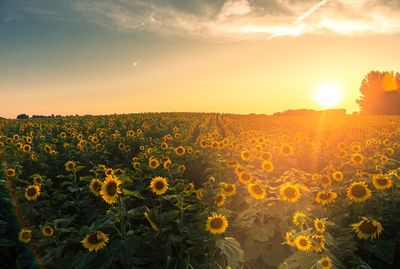 Scenic view of sunflower field against sky during sunset