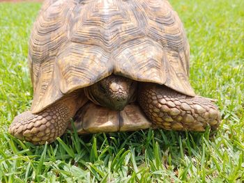 Close-up of turtle on field