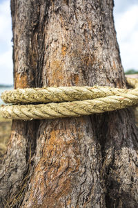 Close-up of rope tied up on tree trunk