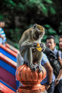 Monkey looking away while sitting on outdoors