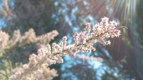 Close-up of fresh flowers blooming on tree
