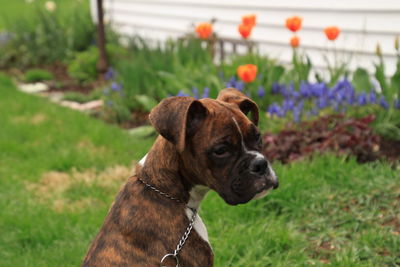 Dog looking away on field