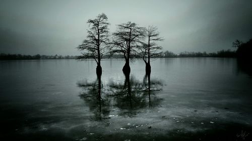 Reflection of trees in lake