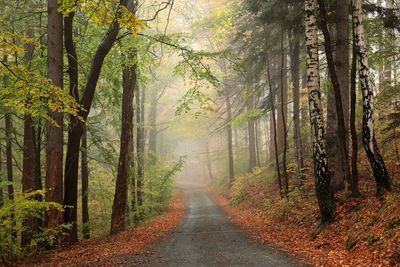 Road amidst trees in forest during autumn