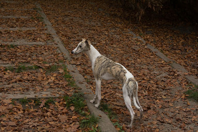 High angle view of a dog on field