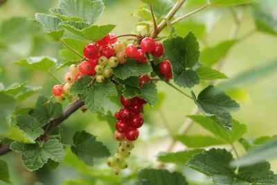 Close-up of red berries growing on tree