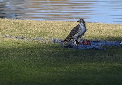 Bird perching on grass