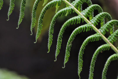 ferns and horsetails