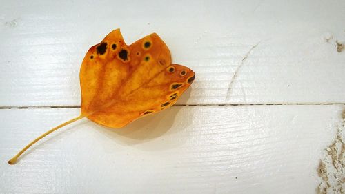 High angle view of butterfly on leaf