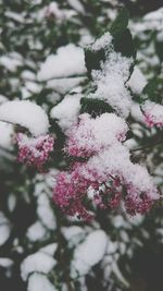 Close-up of pink flowers on tree