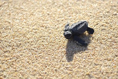 High angle view of shell on sand