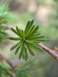 Close-up of green leaves