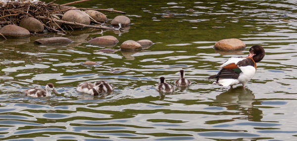 Ducks swimming in lake