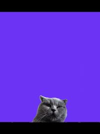 Portrait of cat on purple wall