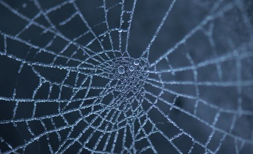Close-up of spider on web