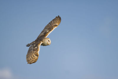 Low angle view of bird flying against clear sky