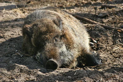 Close-up of an animal lying on the ground